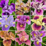 Pacific Coast Iris P75paccir Denoise Upscale 1080w - Garden Express Australia