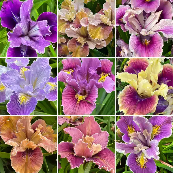 Pacific Coast Iris Mixed Pacific Coast Iris Mixed
