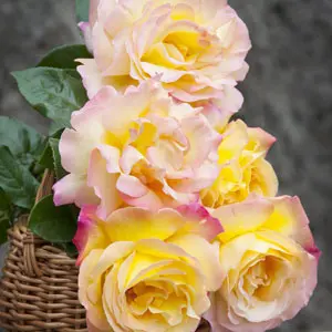 Patio Rose Peace Patio Rose Peace