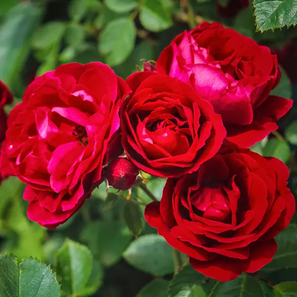 Patio Rose Satchmo Patio Rose Satchmo