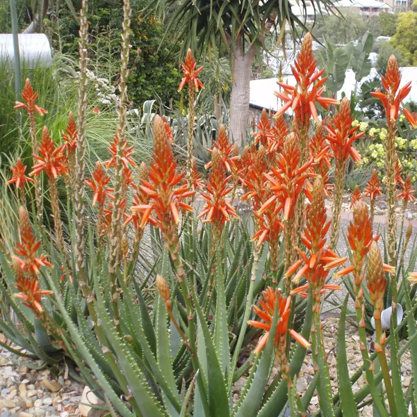 Aloe Always Red (Pbr) 100mm Pot