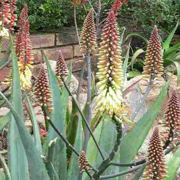 Aloe Ivory Dawn Tm 100mm Pot Aloe Ivory Dawn Tm 100mm Pot