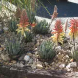 Aloe Mountain Gem - Garden Express Australia