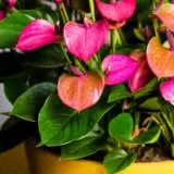 Anthurium Starter Pack Anthurium Starter Pack