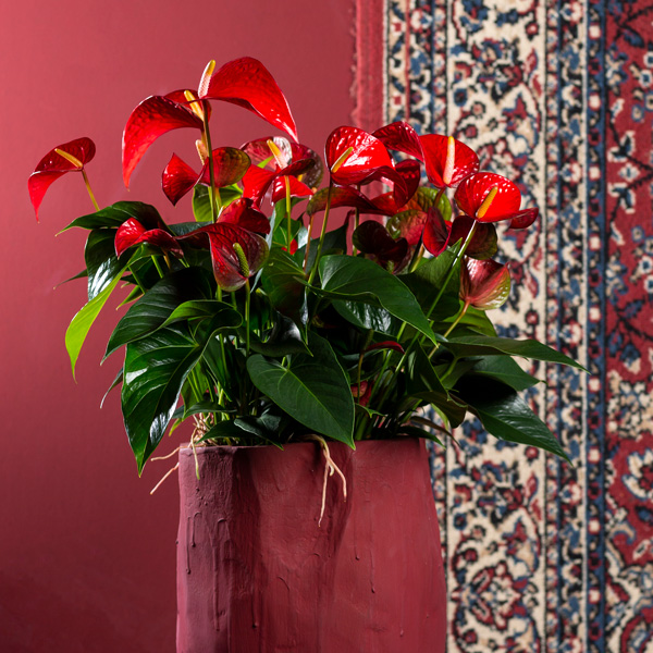 Anthurium Red Bull Pack 3 Anthurium Red Bull Pack 3