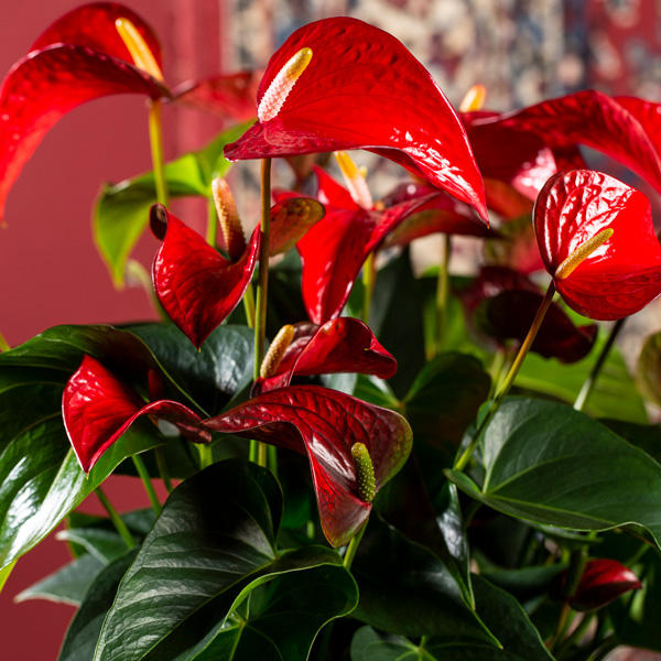 Anthurium Red Bull Pack 3 Anthurium Red Bull Pack 3