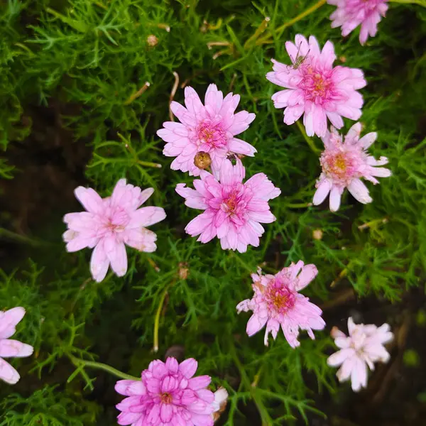Argyranthemum Aramis Double Pink Bunch Of Blooms Argyranthemum Aramis Double Pink Bunch Of Blooms