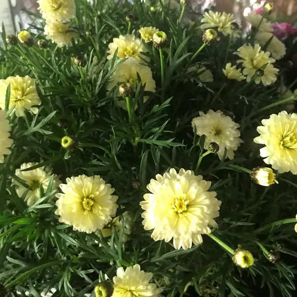 Argyranthemum Sampler Pack Argyranthemum Sampler Pack