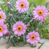 Argyranthemum Sampler Pack Argyranthemum Sampler Pack