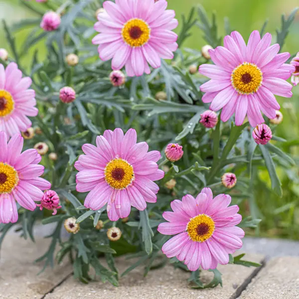 Argyranthemum Sampler Pack Argyranthemum Sampler Pack