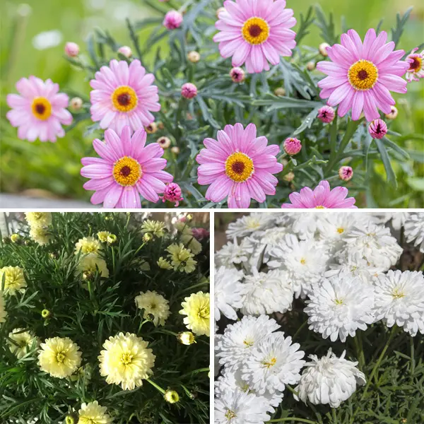 Argyranthemum Sampler Pack Argyranthemum Sampler Pack