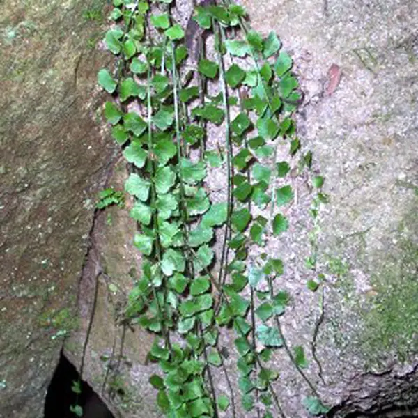 Asplenium Necklace Fern Asplenium Necklace Fern