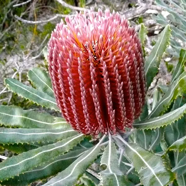 Banksia Menziesii Banksia Menziesii