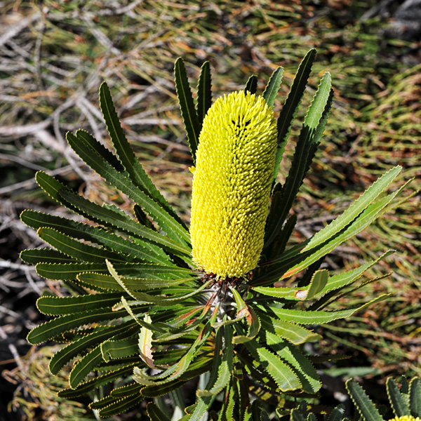 Banksia Attenuata Banksia Attenuata
