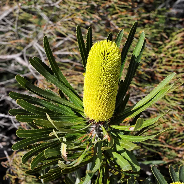 Banksia Attenuata Banksia Attenuata