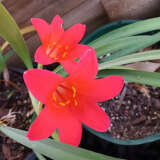 Cyrtanthus Sanguineus - Garden Express Australia