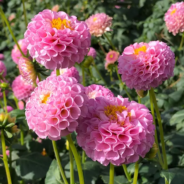 Dahlia Pam Dahlia Pam