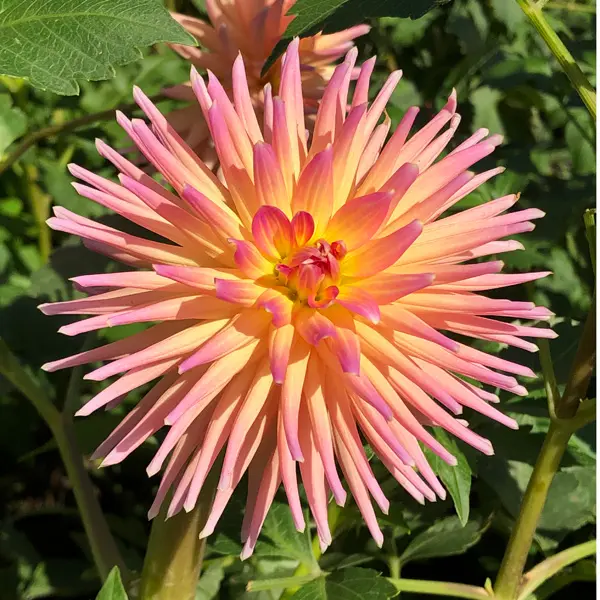 Dahlia Pure Bliss Dahlia Pure Bliss