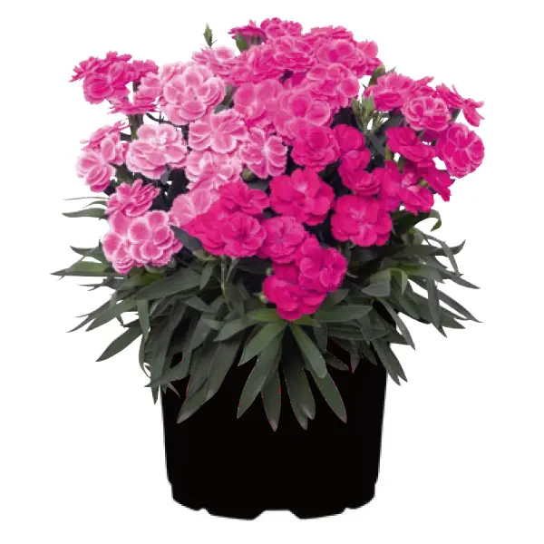 Dianthus Peman Pink Panther Confetti Garden Dianthus Peman Pink Panther Confetti Garden