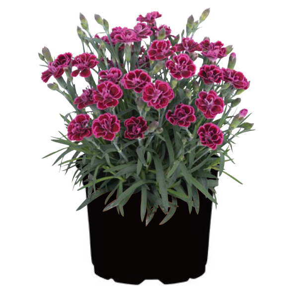 Dianthus Viva Magenta Dianthus Viva Magenta