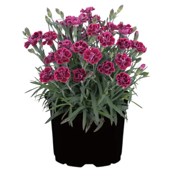 Dianthus Viva Magenta Dianthus Viva Magenta