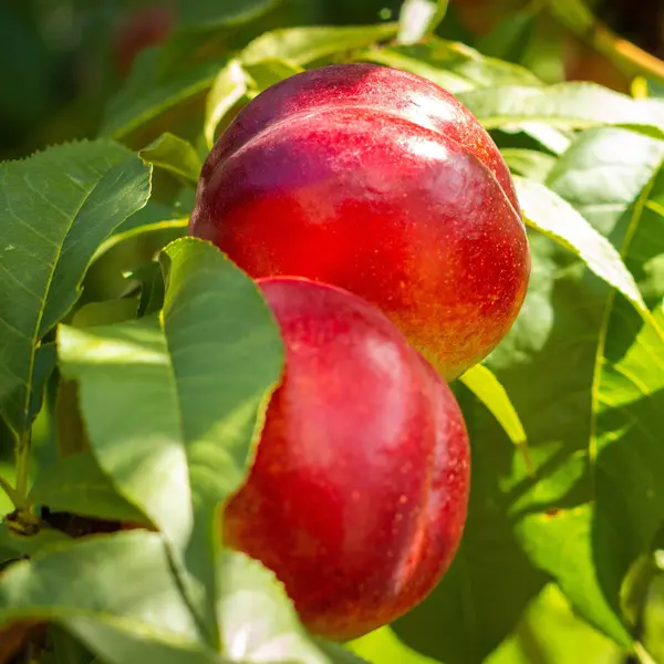 Dwarf Nectarine Sundowner- Low Chill Dwarf Nectarine Sundowner- Low Chill