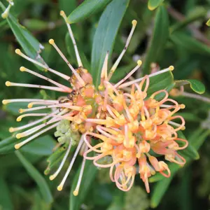 Grevillea Apricot Glow Grevillea Apricot Glow