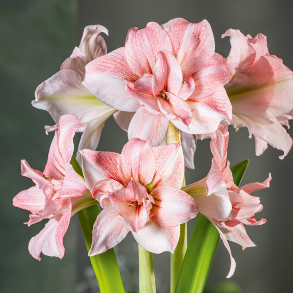 Hippeastrum Balance Hippeastrum Balance