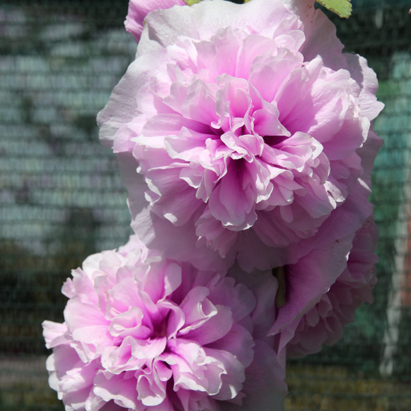 Hollyhock Spring Celebrities Lilac Hollyhock Spring Celebrities Lilac