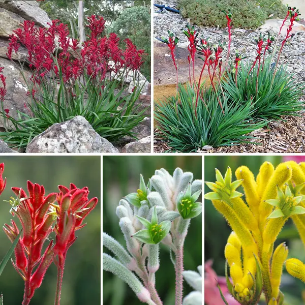 Kangaroo Paw Bush Gems Collection Kangaroo Paw Bush Gems Collection