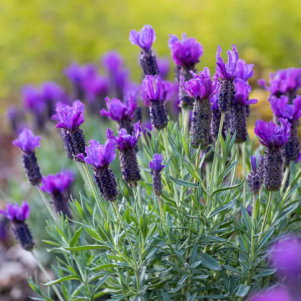 Lavinnova Lavender Purple Reign (Pbr) Lavinnova Lavender Purple Reign (Pbr)
