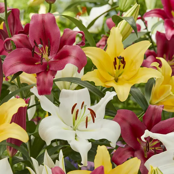 Lilium Orienpet Mixed Lilium Orienpet Mixed