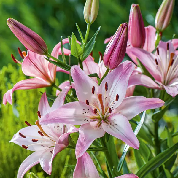 Lilium Rosellas Dream Lilium Rosellas Dream
