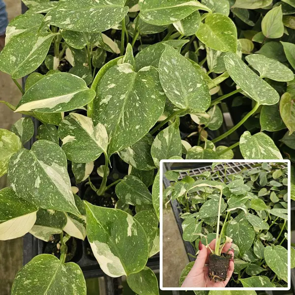 Monstera Thai Constellation Starter Plant Monstera Thai Constellation Starter Plant