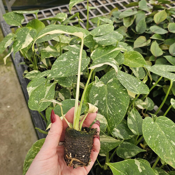 Monstera Thai Constellation Starter Plant Monstera Thai Constellation Starter Plant