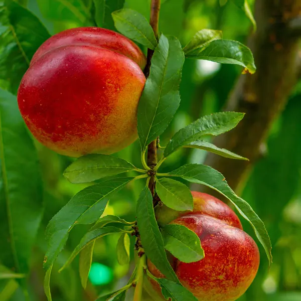 Nectarine Sunraycer- Low Chill Nectarine Sunraycer- Low Chill