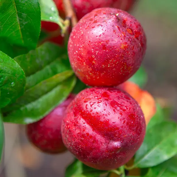 Nectarine White Satin- Low Chill Nectarine White Satin- Low Chill