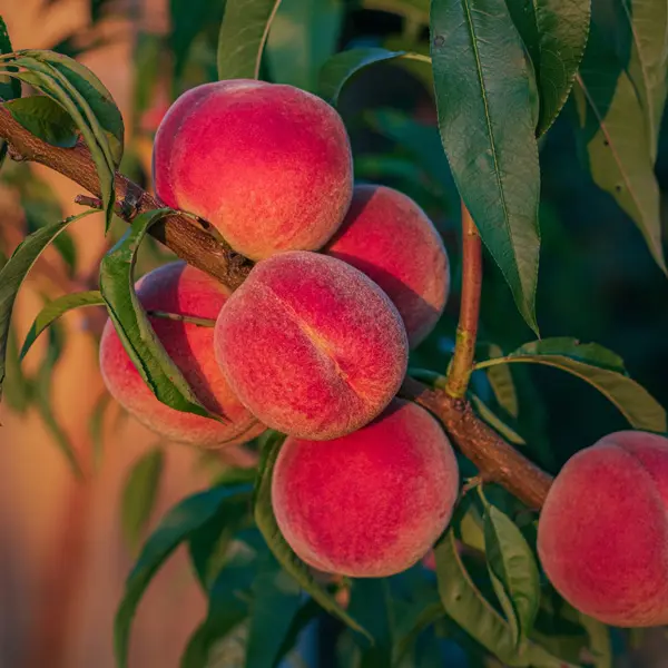 Peach Florda Prince- Low Chill Peach Florda Prince- Low Chill