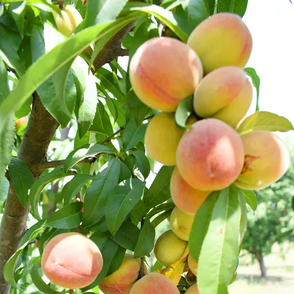 Peach Tropic Snow- Low Chill Peach Tropic Snow- Low Chill