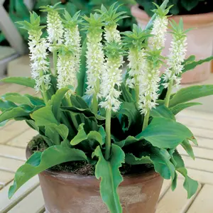 Pineapple Lily Dwarf White Pineapple Lily Dwarf White