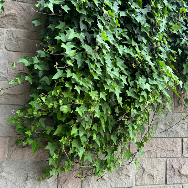 Green Ivy Green Ivy
