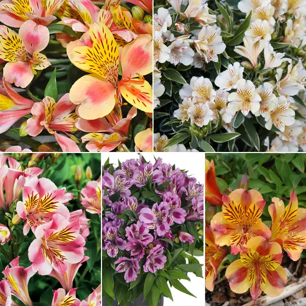 Princess Lily Starter Pack – Bicolour Collection Princess Lily Starter Pack – Bicolour Collection