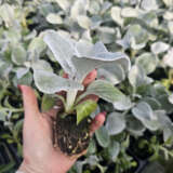 Senecio Angel Wings Senecio Angel Wings