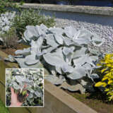Senecio Angel Wings Senecio Angel Wings