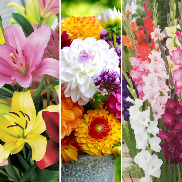 Summer Flowering Collection Summer Flowering Collection