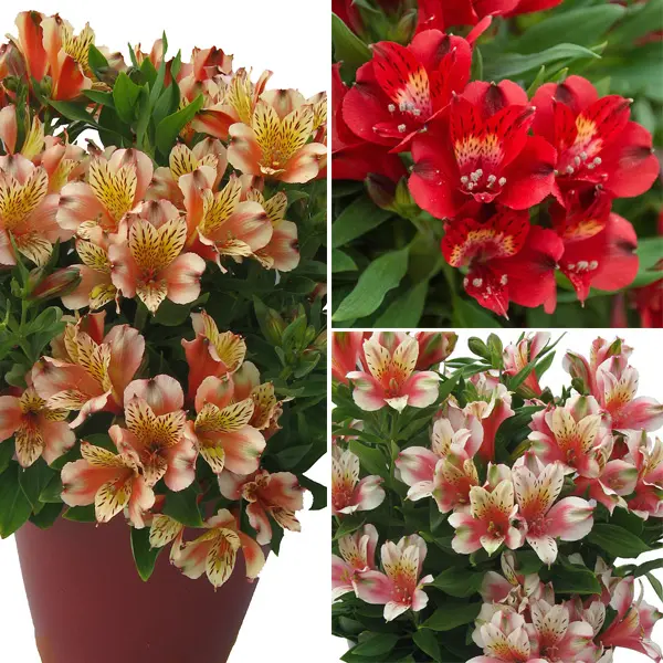 Alstroemeria Inca Collection 3- 3 Plants Alstroemeria Inca Collection 3- 3 Plants