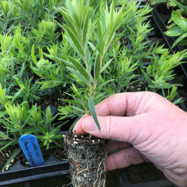 Hedging Pack – Callistemon Dawson River Weeper