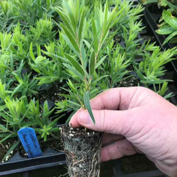 Hedging Pack – Callistemon Dawson River Weeper Hedging Pack – Callistemon Dawson River Weeper