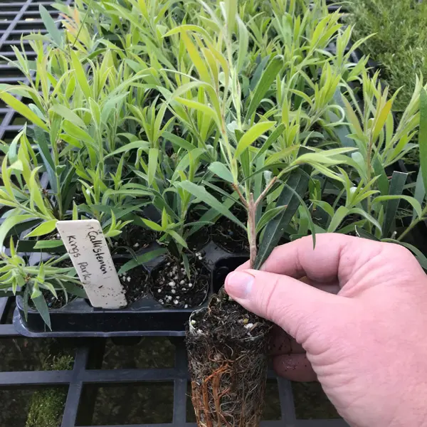 Hedging Pack – Callistemon Kings Park Special