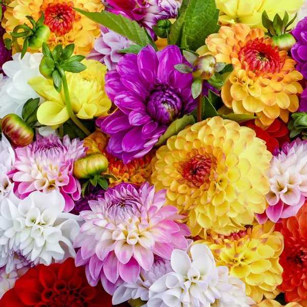 Dahlia Assorted Mixed (2pk) Dahlia Assorted Mixed (2pk)